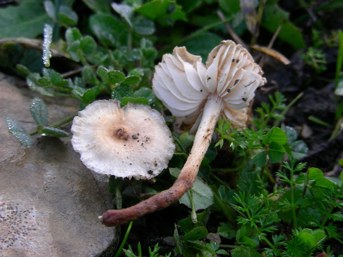 877 Dicembre vecchio ritrovamento